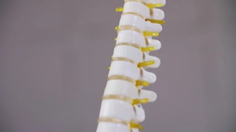 Human Spine Model with Nerves Close-Up Stock Footage 304742918
