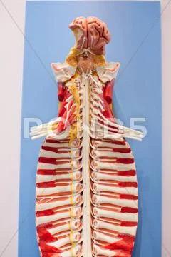 The Human Spine Model,