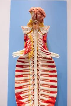 The human spine model, Stock Photos