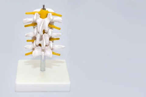 Human spine plastic model for surgery in clinic. Anatomical models of joints  Stock Photos