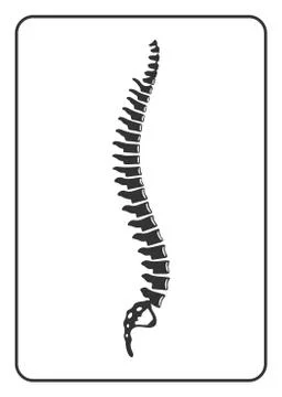 Human spine sign Stock Illustration