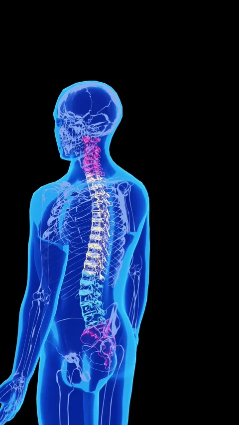 Human Spine Skeletal Anatomy Visualization with Transparent Body Structure Stock Footage 341090424
