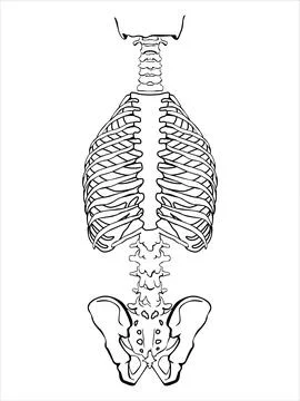 A human spine on a white background Stock Illustration