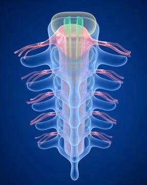 Human Spine x-ray view, 3D render Stock Illustration