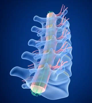 Human Spine x-ray view, 3D render Stock Illustration