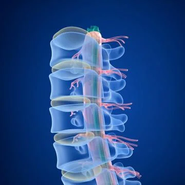 Human Spine x-ray view, 3D render Stock-Illustration