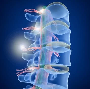 Human Spine x-ray view, 3D render Stock Illustration