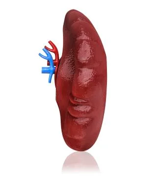 Human spleen, artwork Illustrazione stock
