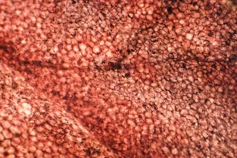 Human squamous epithelium under the microscope Stock Photos