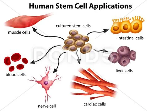 Human Stem Cell Applications Stock Illustration