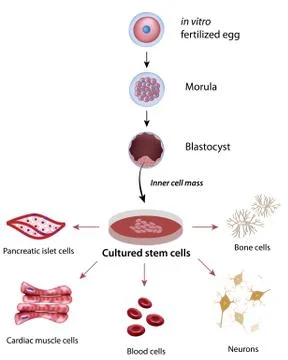Human stem cells concept Stock Illustration