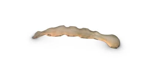 Human Sternum bone isolated on white background Illustration