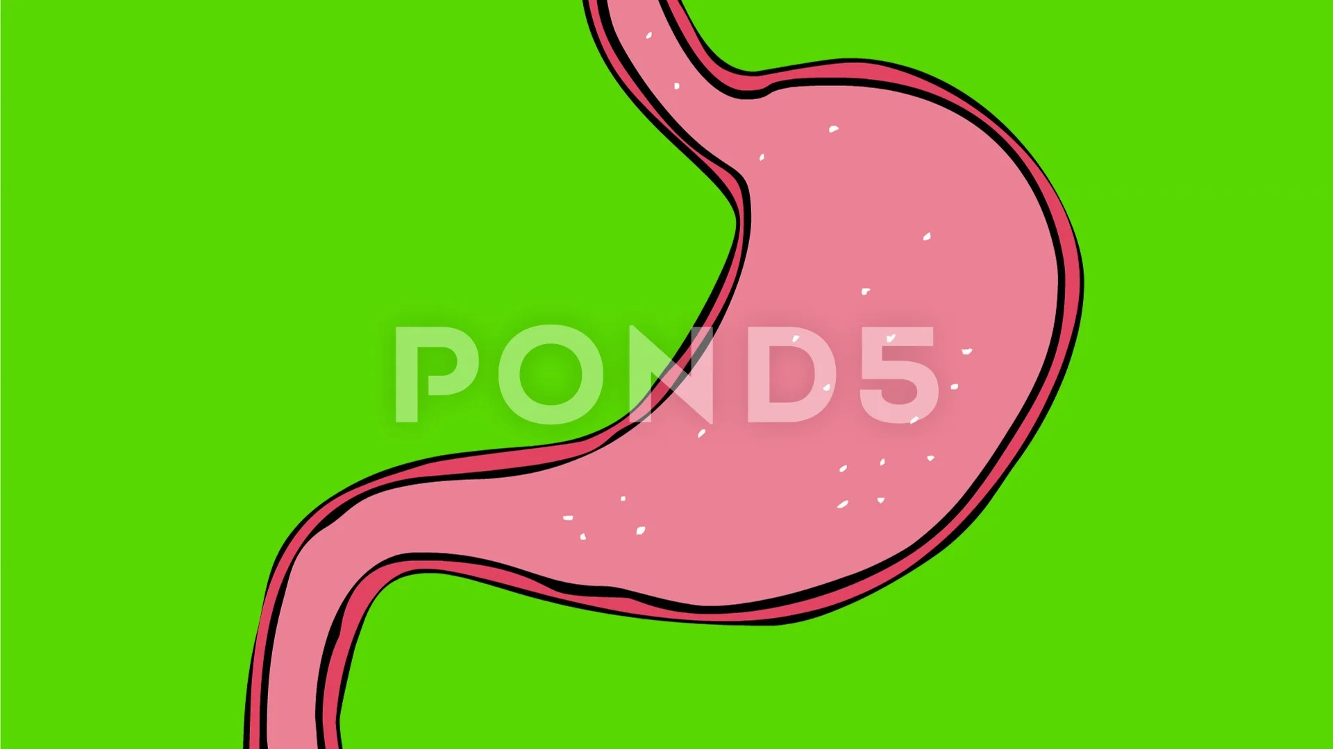 cartoon stomach organ