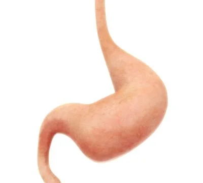 Human Stomach Anatomy Stock Illustration