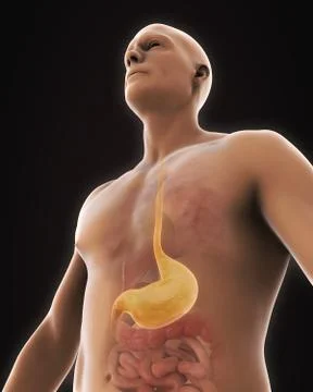 Human Stomach Anatomy Stock Illustration