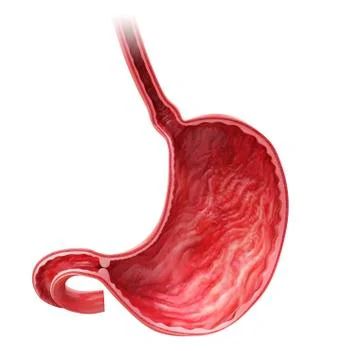 Human stomach, artwork Stock Illustration