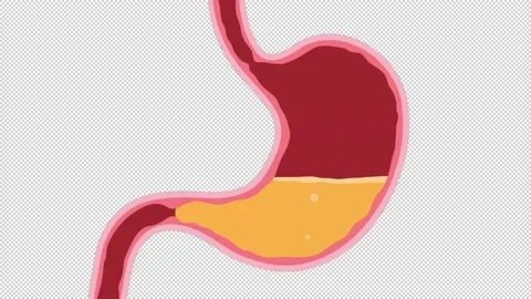 Human Stomach Cartoon Stock Footage 201929673