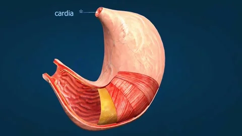 Human stomach cross section Stock-Footage 283596788