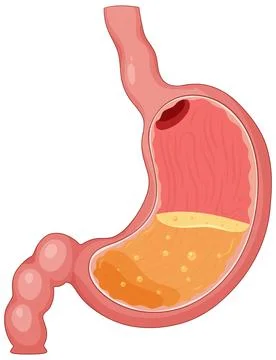 Human Stomach Cross Section Vector Illustration with Gastric Acid Stock Illustration