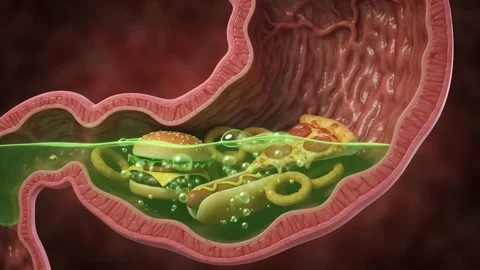 Human Stomach Digestion Process Concept. 스톡 동영상 341801947