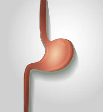 Human stomach Stock Illustration