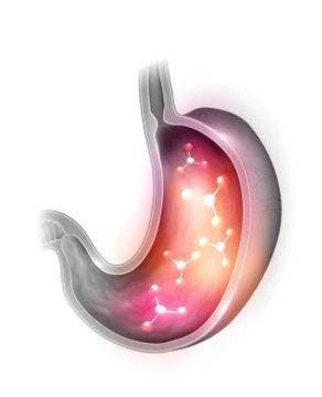 Human Stomach Stock Illustration