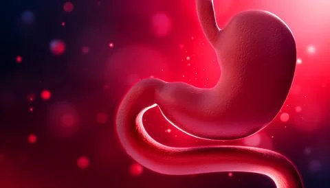 Human stomach Stock-Illustration