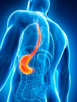 Human stomach, illustration Stock Illustration