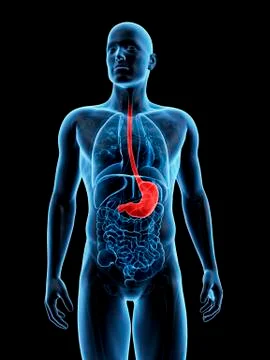 Human stomach, Illustration Stock Illustration