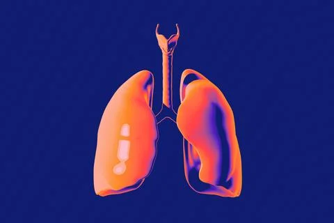 Human stomach made of plastic Stock Illustration