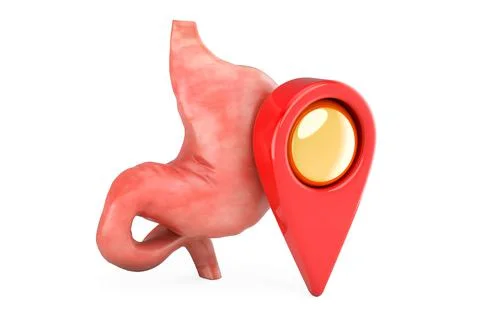 Human stomach with map pointer. Hospital location concept. 3D rendering イラスト素材