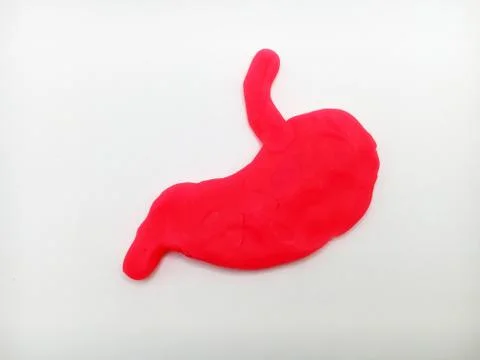 Human Stomach Stock Photos