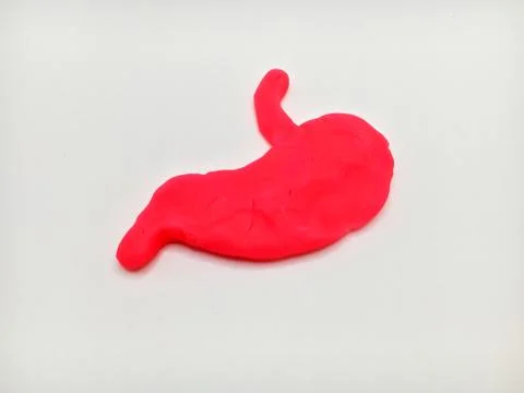 Human Stomach Stock Photos