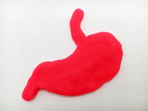 Human Stomach Stock Photos