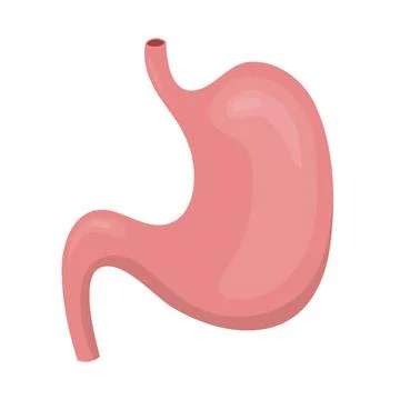 Human stomach representing digestive system on white background Stock Illustration