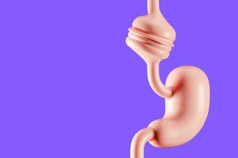 Human stomach with stuck burger Stock Illustration