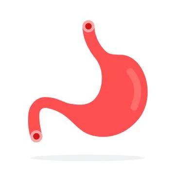 Human stomach vector flat material design isolated object on white background. Stock Illustration