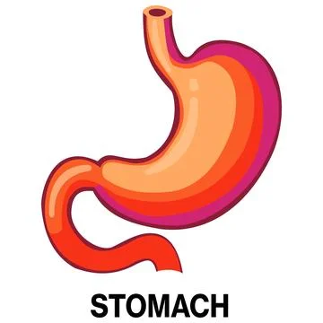 Human stomach vector icon Stock Illustration