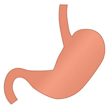 Human Stomach Vector Illustration on Isolated White Background Stock Illustration