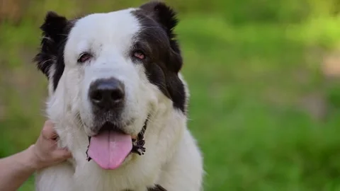 Human strokes a Central Asian Shepherd Dog Stock Footage 279894038