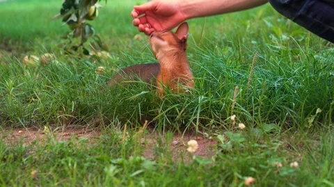 Human stroking a cat on the lawn Stock Footage 95117858