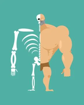 Human structure. Half  body and skeleton. anatomic illustration Stock Illustration