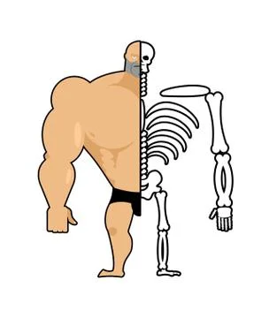 Human structure. Half  body and skeleton. anatomic illustration Stock Illustration