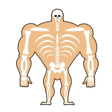 Human structure. Skeleton men. construction of athlete. Bones and skull. Athl Stock Illustration