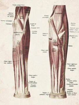 Human Superficial Forearm Flexor Muscles Vintage Anatomy Illustration Stock Illustration