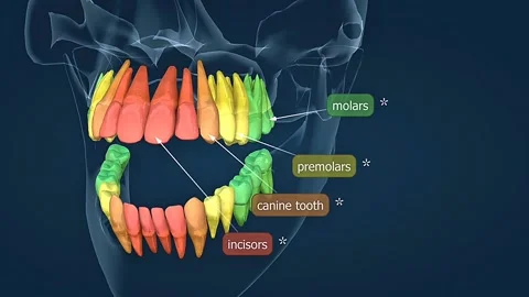 Human teeth anatomy Stock Footage 312142385