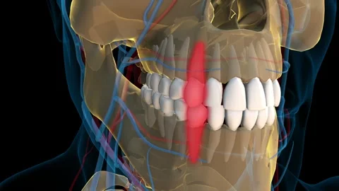 Human teeth canine teeth anatomy for medical concept 3D rendering Stock Footage 307677812