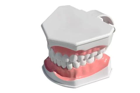 Human teeth, dentures dummy isolated on white background Stock Photos