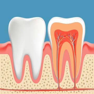 Human teeth diagram. Cross section cavity of the tooth Stock-Illustration