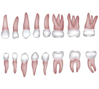 Human teeth illustration Ilustração Stock
